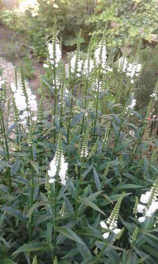 Physostegia virginiana - flori de gradina