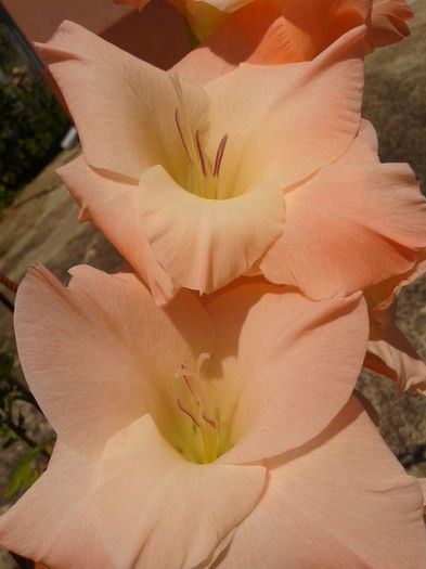 Fotografie0052 - AAAA_GLADIOLE 2015_2017_2018_2019