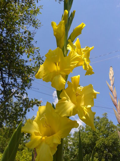 Fotografie0039 - AAAA_GLADIOLE 2015_2017_2018_2019