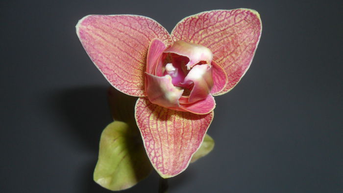 SAM_2686 - phalaenopsis