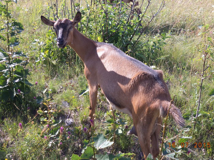 Caprioara gingasa