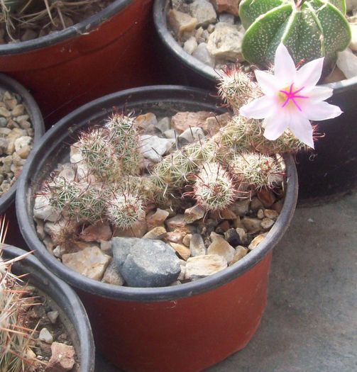 Mammillaria yaquensis. - Cactusi