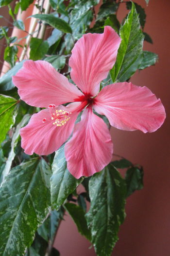  - A0-Hibiscus 2015-1