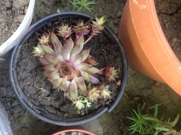 Sempervivum - SUCULENTE