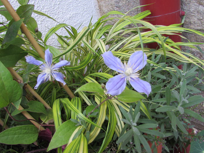 17 07,clematis Arabella,hakonekloa - 2015 plantele mele - II