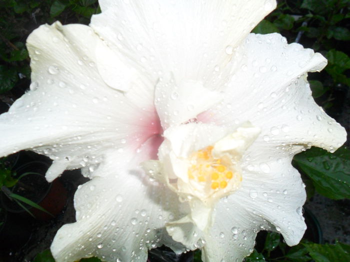pe seara s-a facut alb - hibiscusi 2015-4