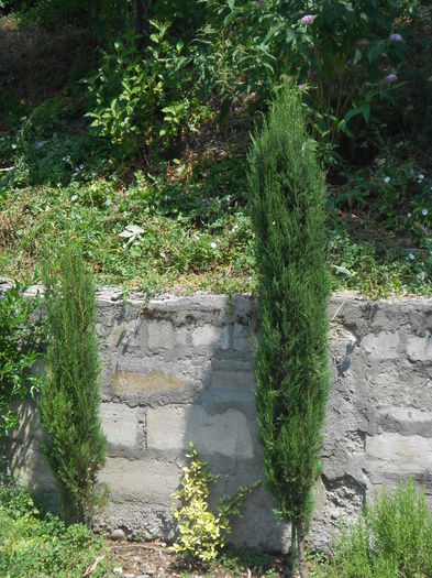 Cupressus sempervirens; Chiparos mediteraneean
