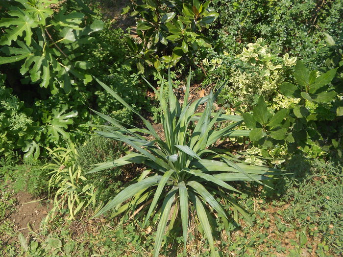 Yucca Recurvifolia - Iulie 2015