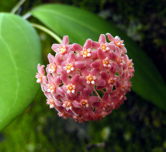 Camphorifolia-poza si planta de la Paketha