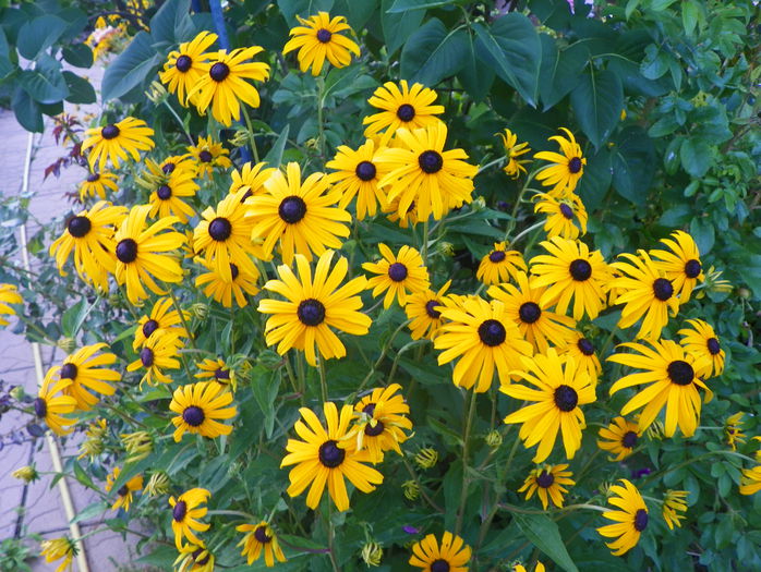 rudbeckia Goldsturm