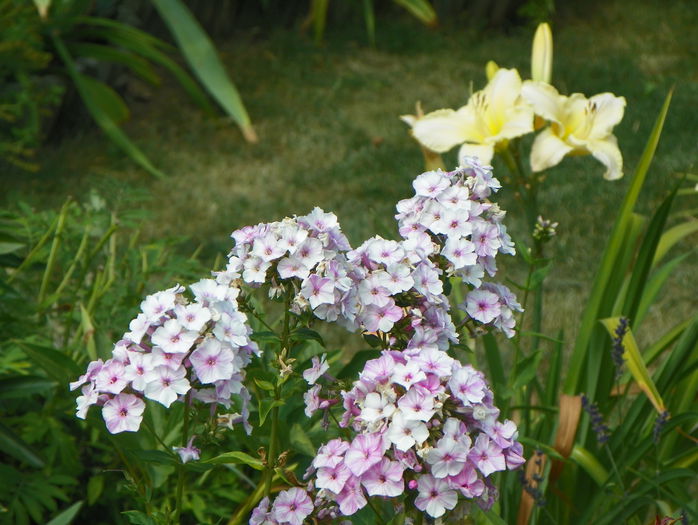 phlox Picasso si hemerocallis Arctic Snow