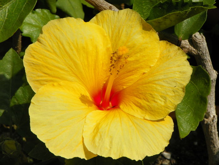 hibiscus Bari