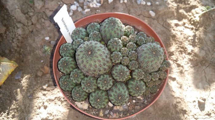 sulcorebutia rauschii violacidermis - cactusi 2015