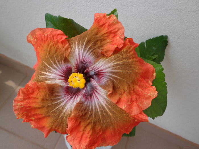 009 - A-HIBISCUS 2015-1