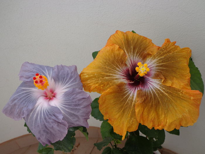 003 - A-HIBISCUS 2015-1