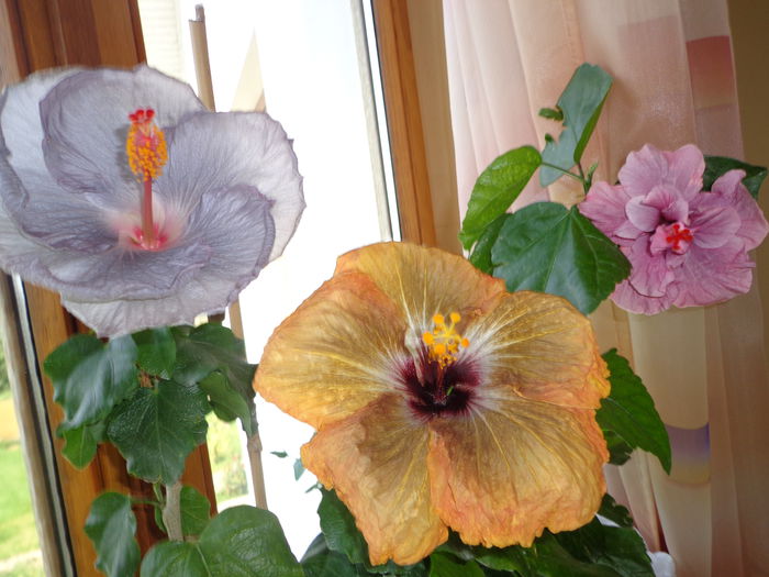 018 - A-HIBISCUS 2015-1