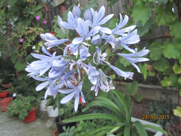 Agapanthus