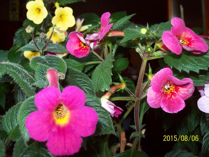 103_4969 - Achimenes 2015