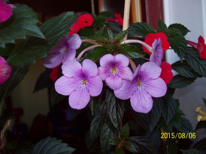 103_4972 - Achimenes 2015