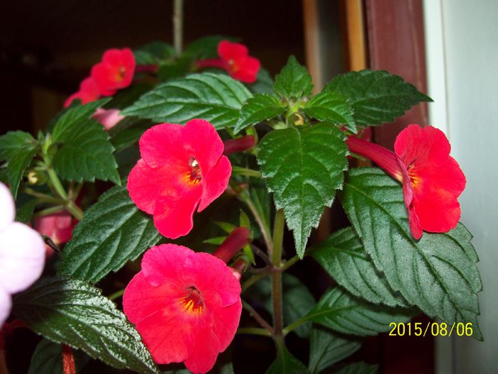 103_4973 - Achimenes 2015