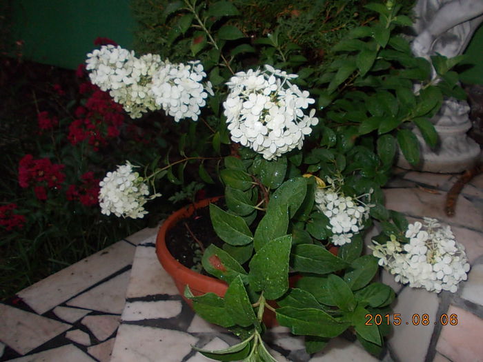 hortensia pitica bobo