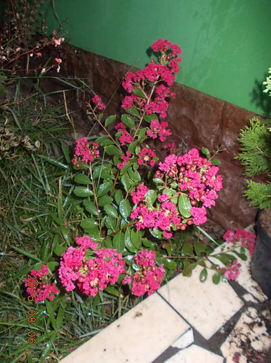 lagerstroemia