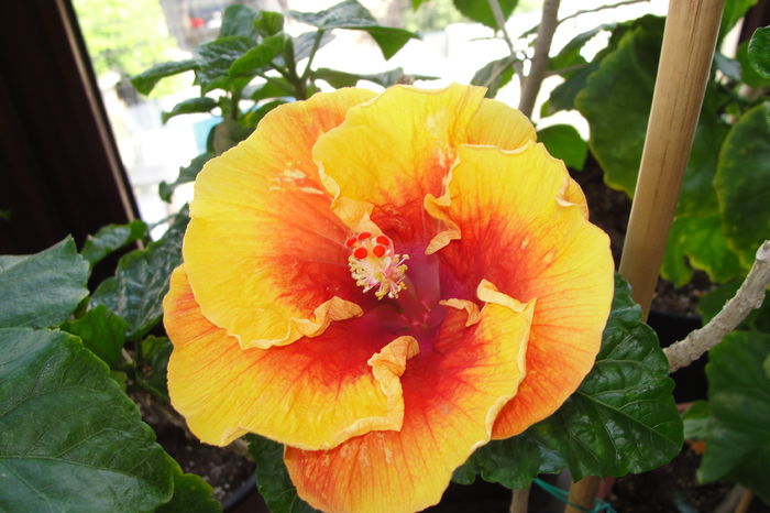 Moorea Lanihei - A0-Hibiscus 2015-2