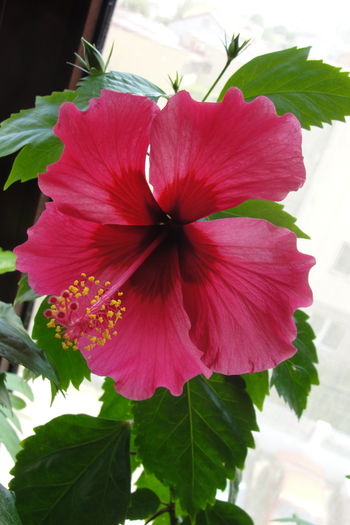  - A0-Hibiscus 2015-2