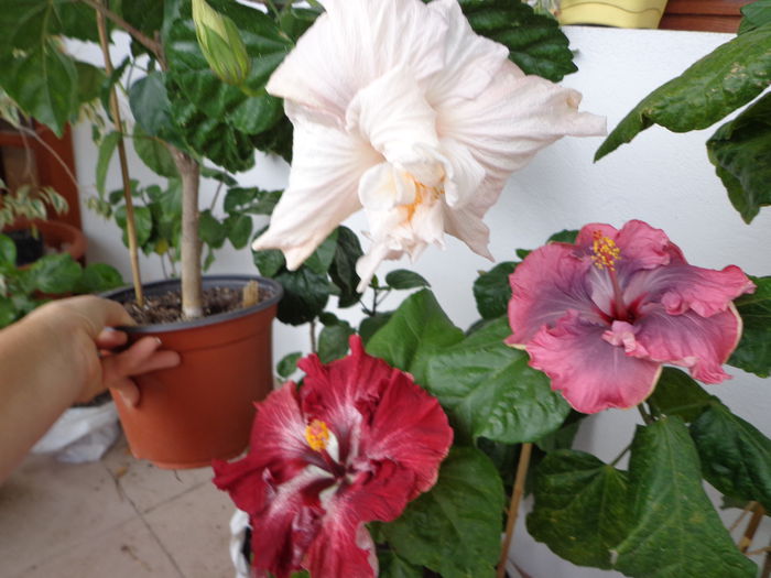 056 - A-HIBISCUS 2015-1