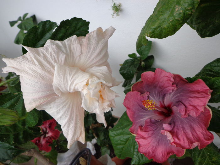 064 - A-HIBISCUS 2015-1