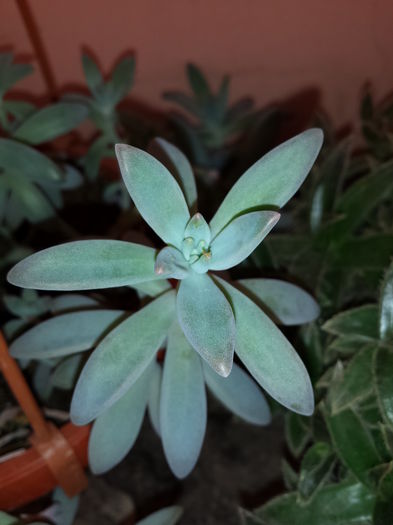 Pachyphytum longifolium