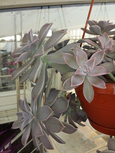 Graptopetalum paraguayense - Suculente - 2015