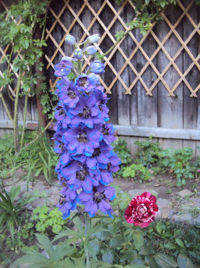 DSC03756 - Delphinium Lupin Digitalis