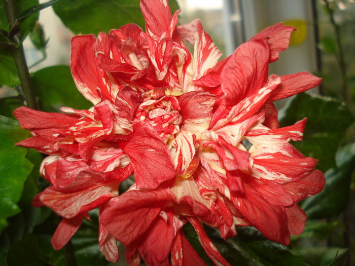  - Hibiscus Baptistii