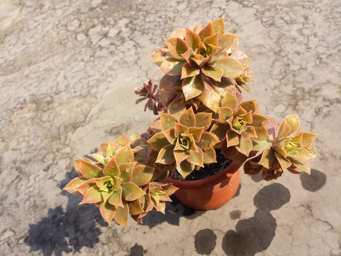 Aeonium arboreum korneliuslemsii - Suculente - 2015