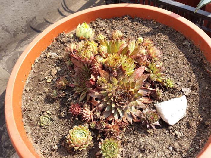 Sempervivum Black Mountain - Suculente - 2015