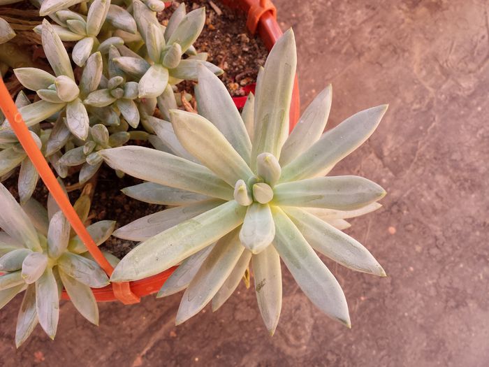 Pachyveria glauca - Suculente - 2015