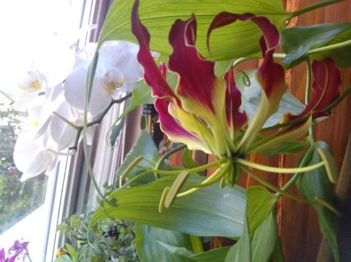 gloriosa rothschildiana