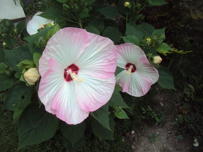 DSC04075 - Hibiscus de gradina