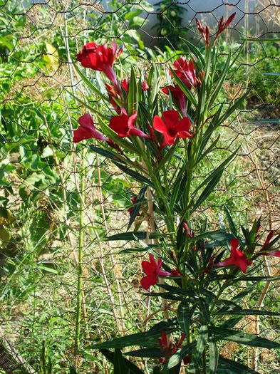 florile lunii august (41) - leandru 2015