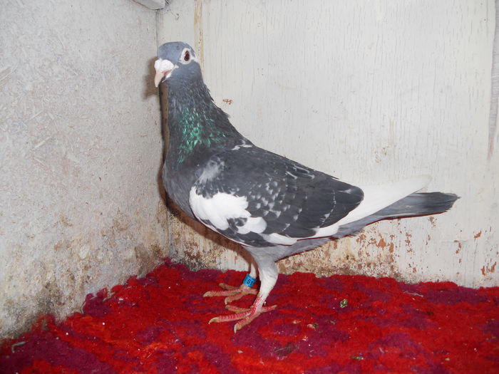 FR 519693-2009 F Batenburg (Moulin Rouge Breeding Stud) - H Simple Si Frumoase Amintiri