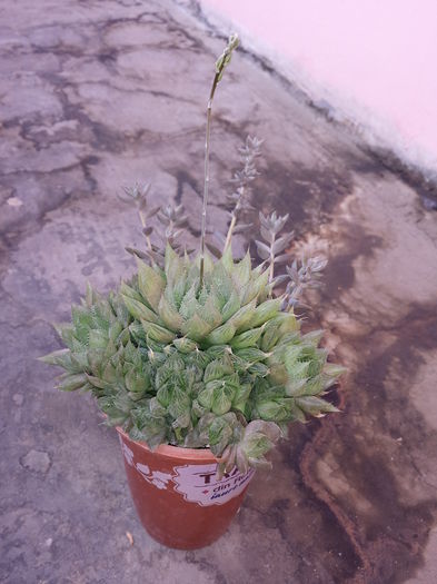 Haworthia cooperi - Suculente - 2015