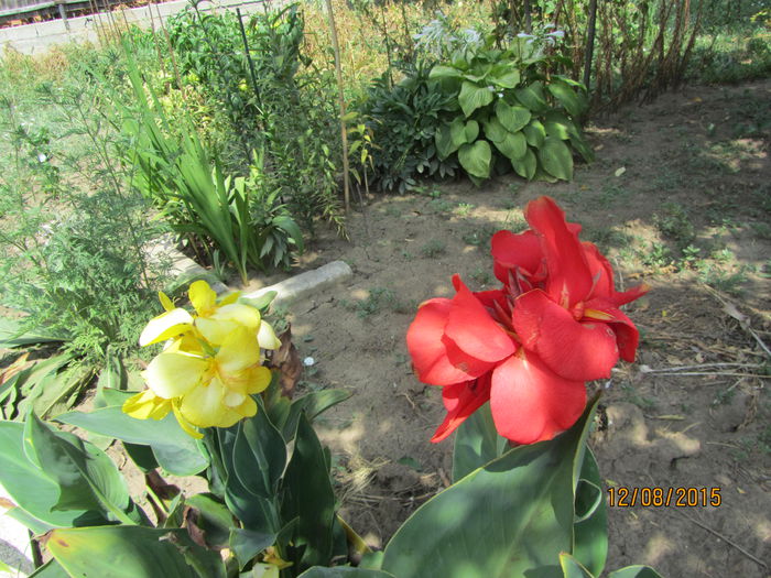 Canna indica