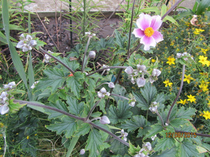 Anemone de toamna