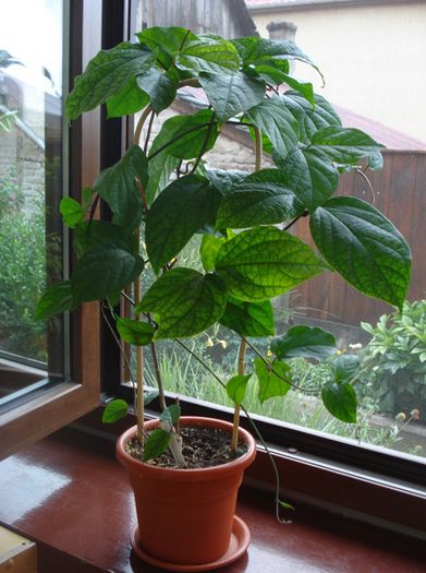 in august (3) - clerodendron speciosum - splendens