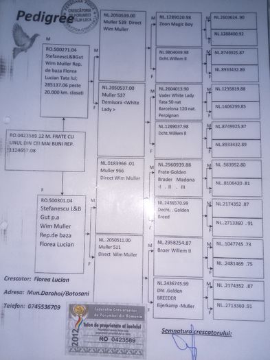 Pedigree mascul 3 - 1-Porumbei de matca