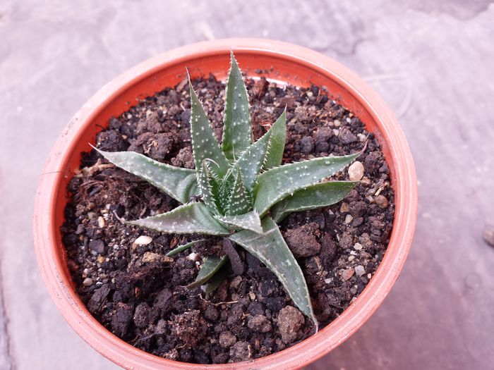 Haworthia aristata - Suculente - 2015