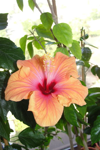 Yellow Holiday ? - A0-Hibiscus 2015-2