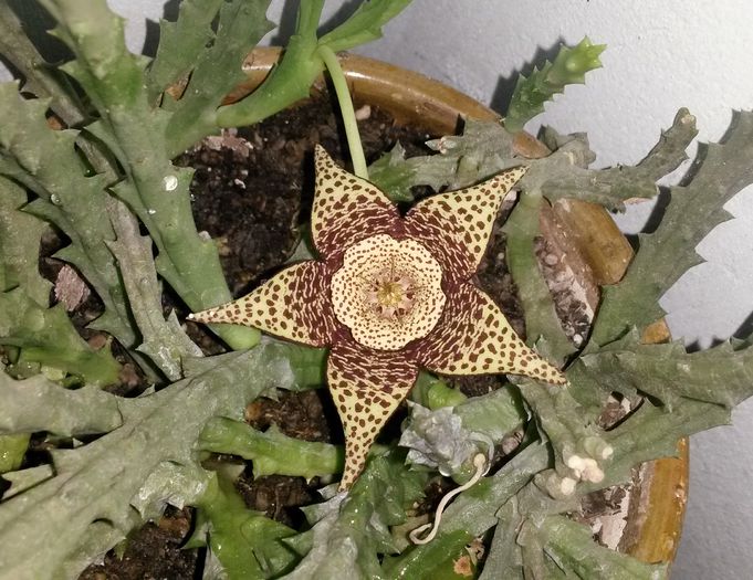 Orbea (stapelia) variegata