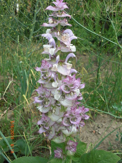 salvie scalarea - Gradina Casa si Plante Rare sau Deosebite pentru Sanatate2